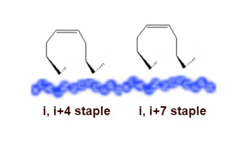 Stapled Peptide