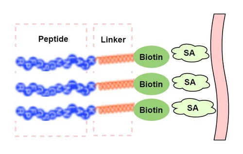 Biotinylated Peptide
