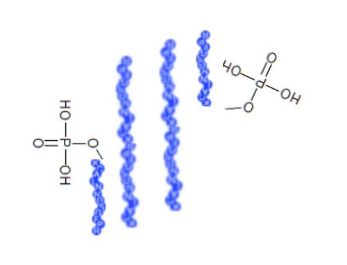 Phosphorylated Peptides