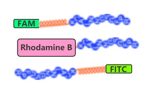 Fluorescent Peptide